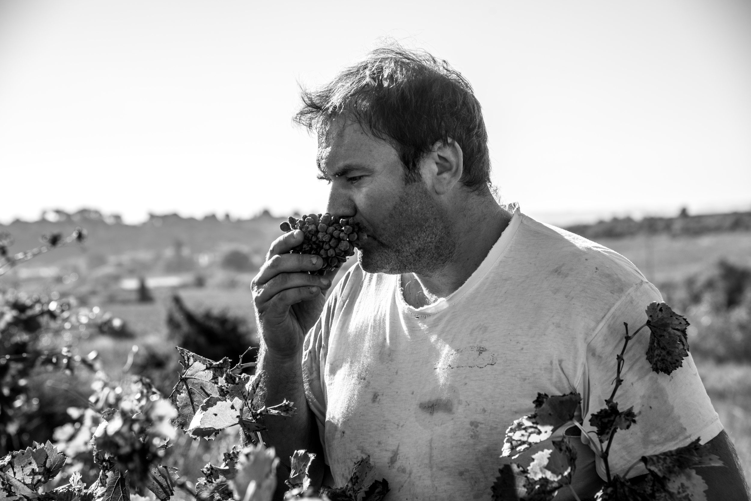 Régis Pichon Domaine Ribiera Languedoc